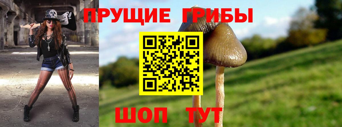 Долгопрудный  Галлюциногенные грибы Psilocybine cubensis  Вход с VPN 